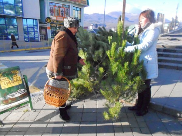 В Алуште начали торговать елками